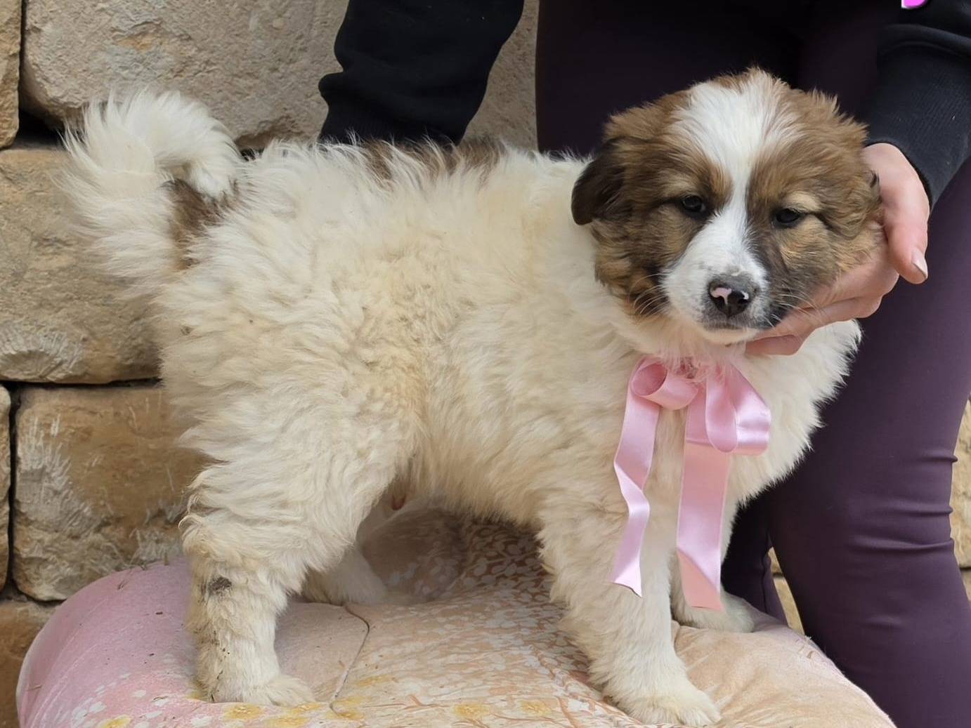 Adotta un cane, taglia media, femmina, Taranto