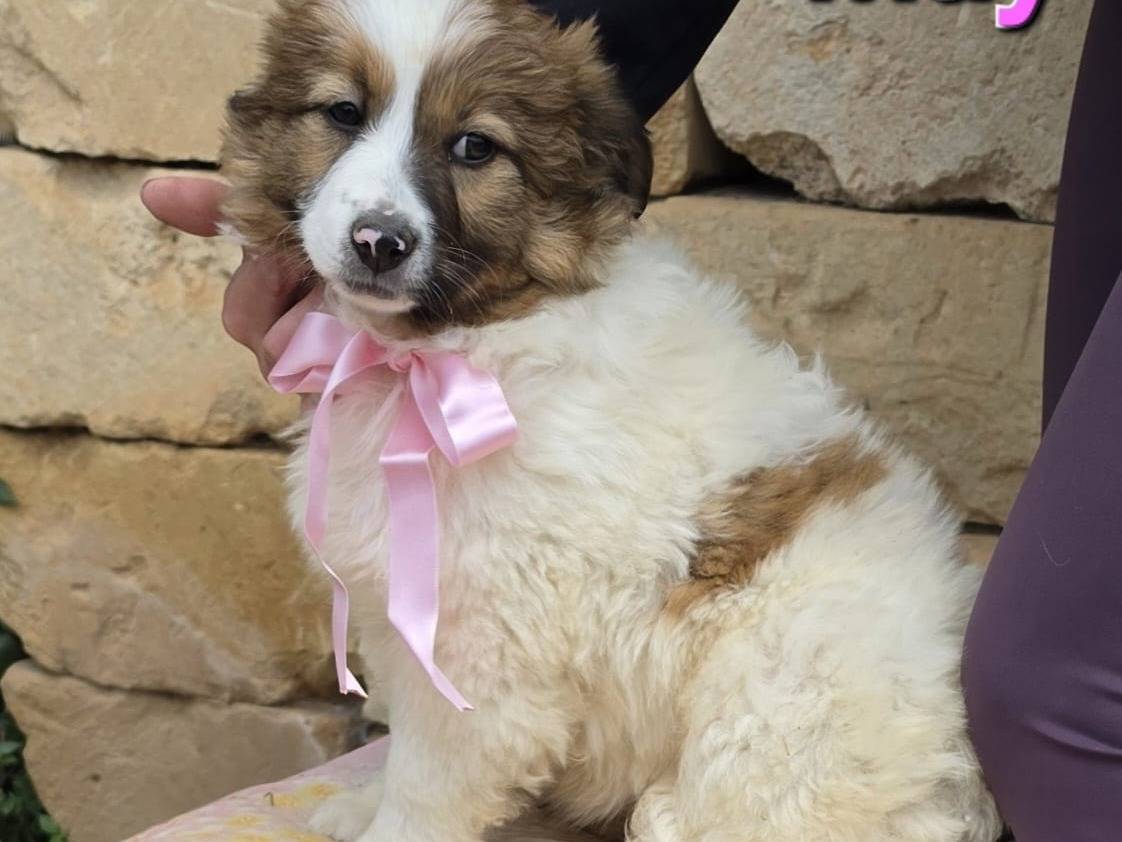Vuoi adottare un cane a Taranto?