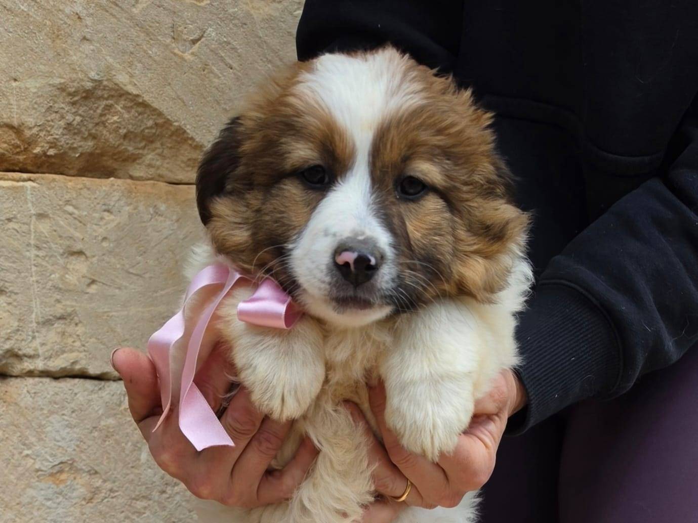 Adotta il cane May a Taranto