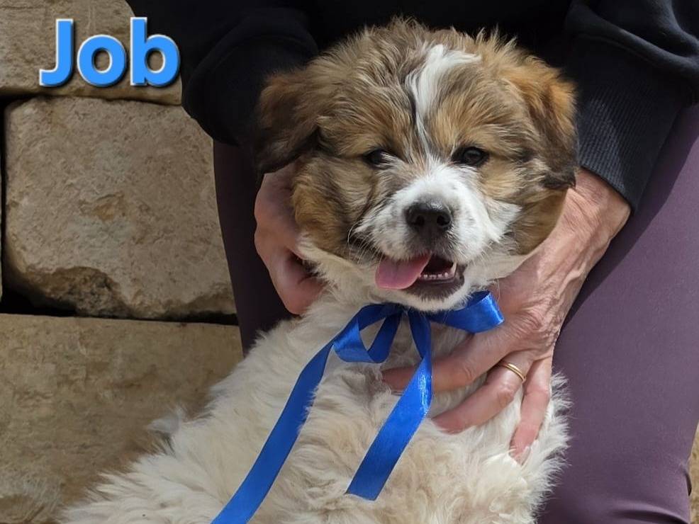 Adozione cane, maschio, Razza sconosciuta Razza sconosciuta, 2 mesi, taglia media, Taranto