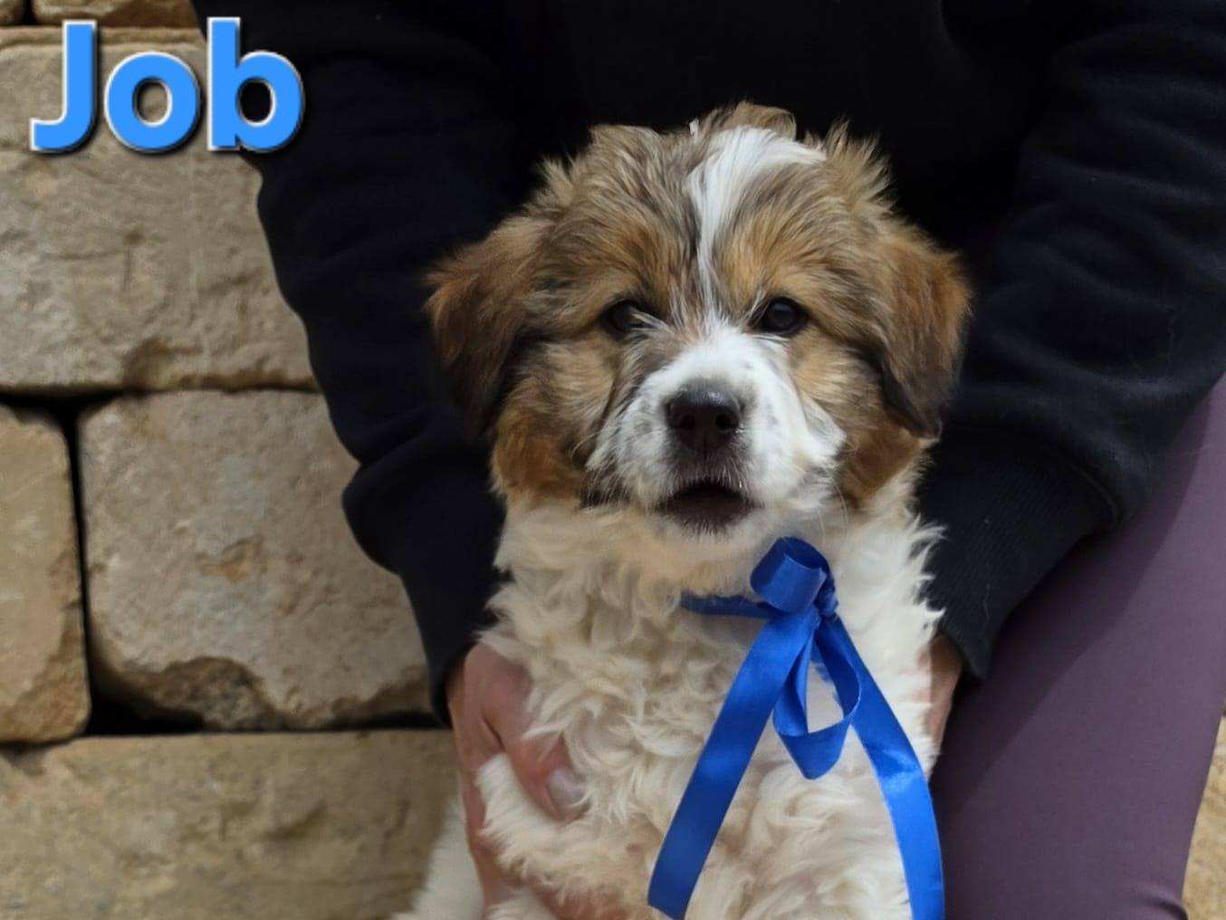 Adotta un cane, maschio, 2 mesi, Taranto