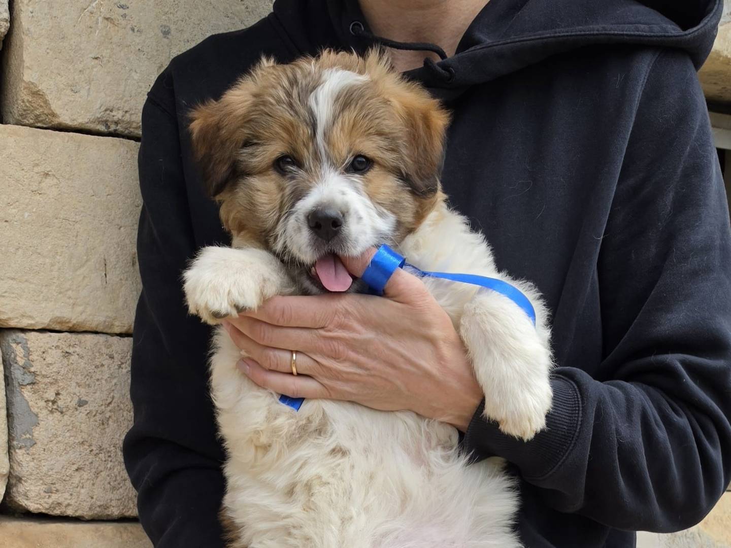 Adotta un cane, taglia media, maschio, Taranto