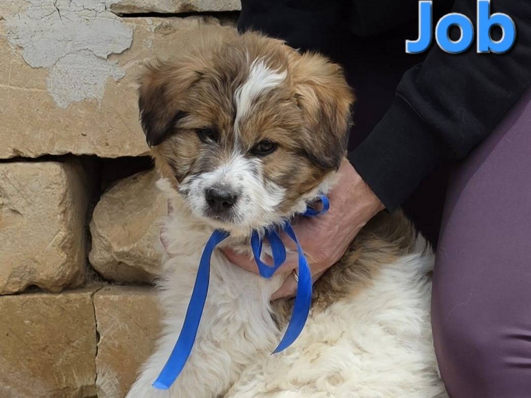 Vuoi adottare un cane a Taranto?