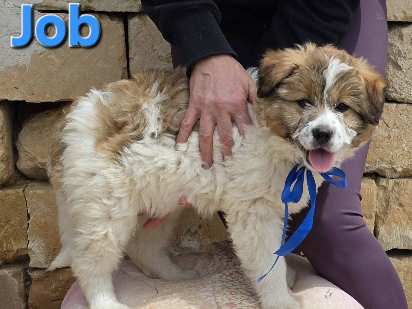 Adotta il cane Job a Taranto