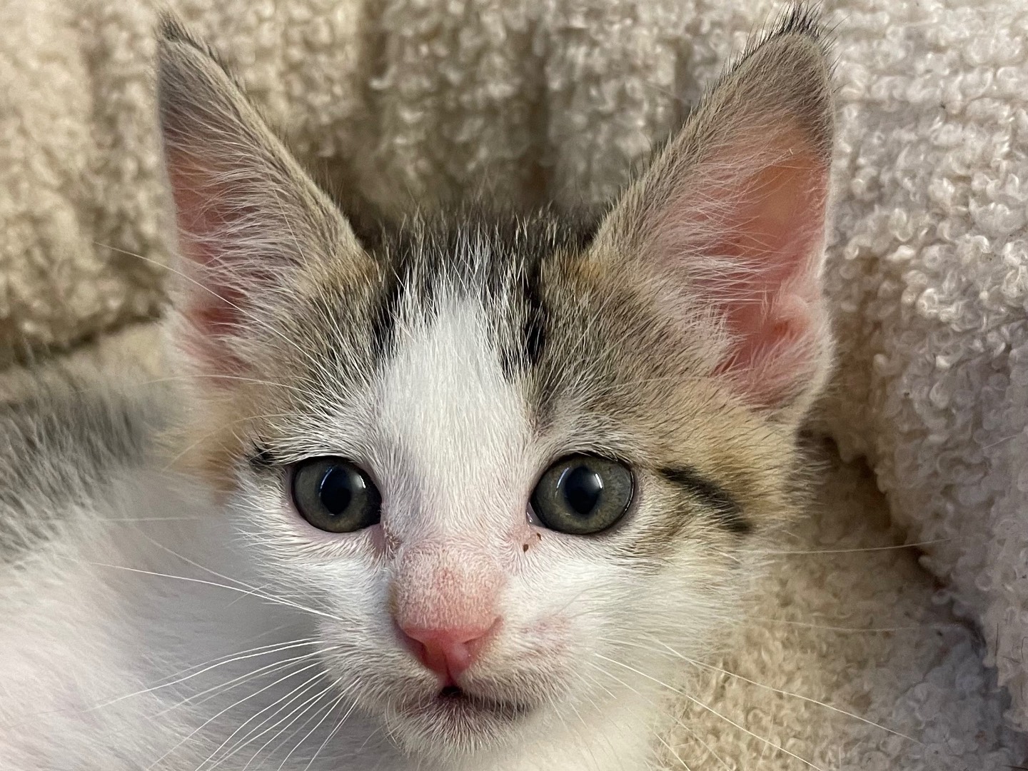 Vuoi adottare un gatto a Lecce?