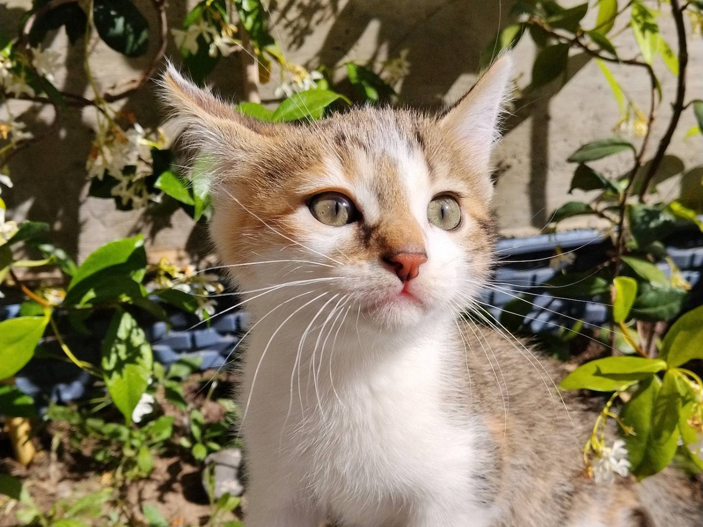 Adozione gatto, femmina, Razza sconosciuta Razza sconosciuta, 2 mesi, taglia non valida, Catania