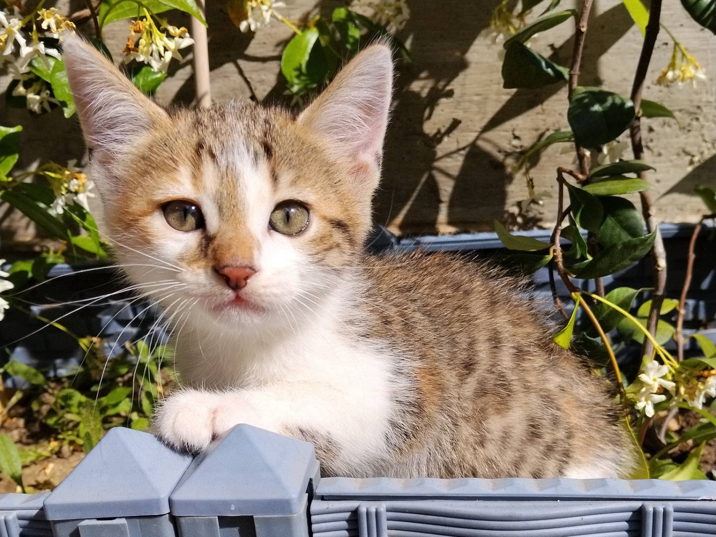 Adotta un gatto, femmina, 2 mesi, Catania