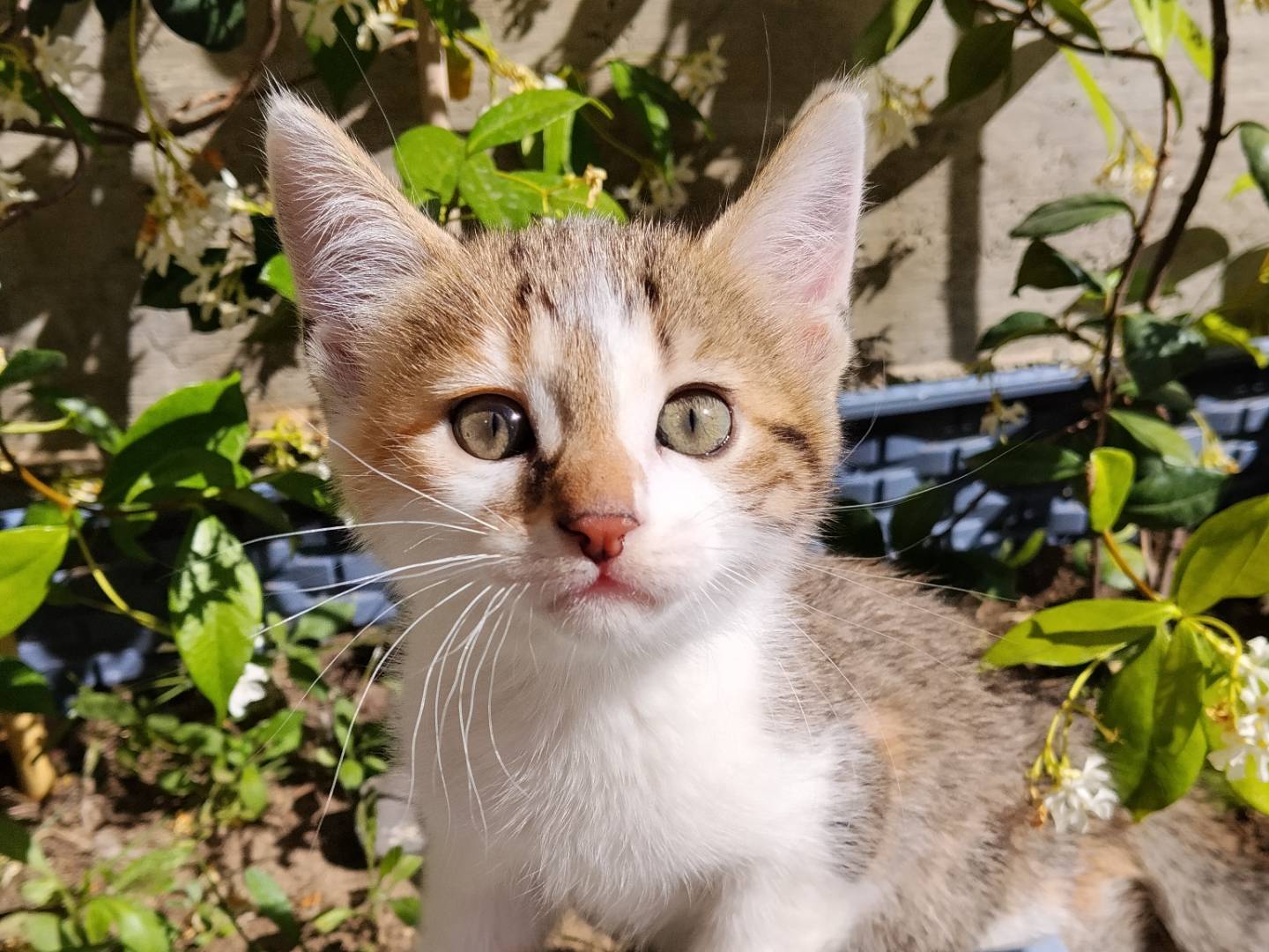 Adotta un gatto, taglia non valida, femmina, Catania