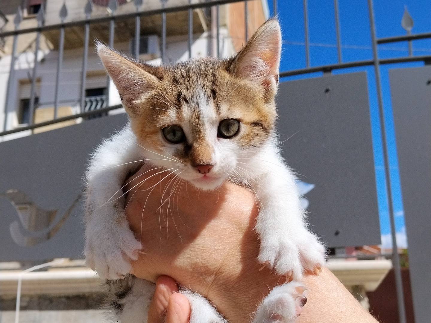 Vuoi adottare un gatto a Catania?