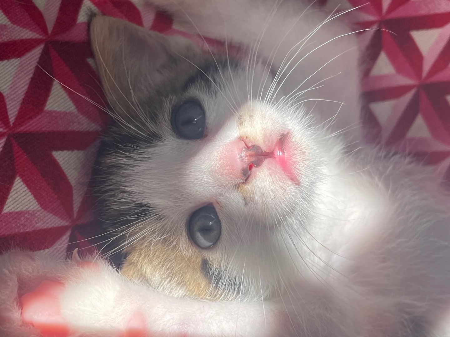 Vuoi adottare un gatto a Lecce?