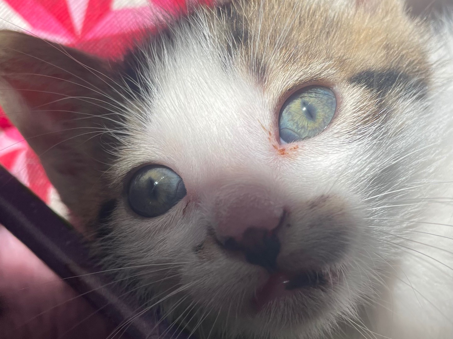 Adotta il gatto TAIL  a Lecce