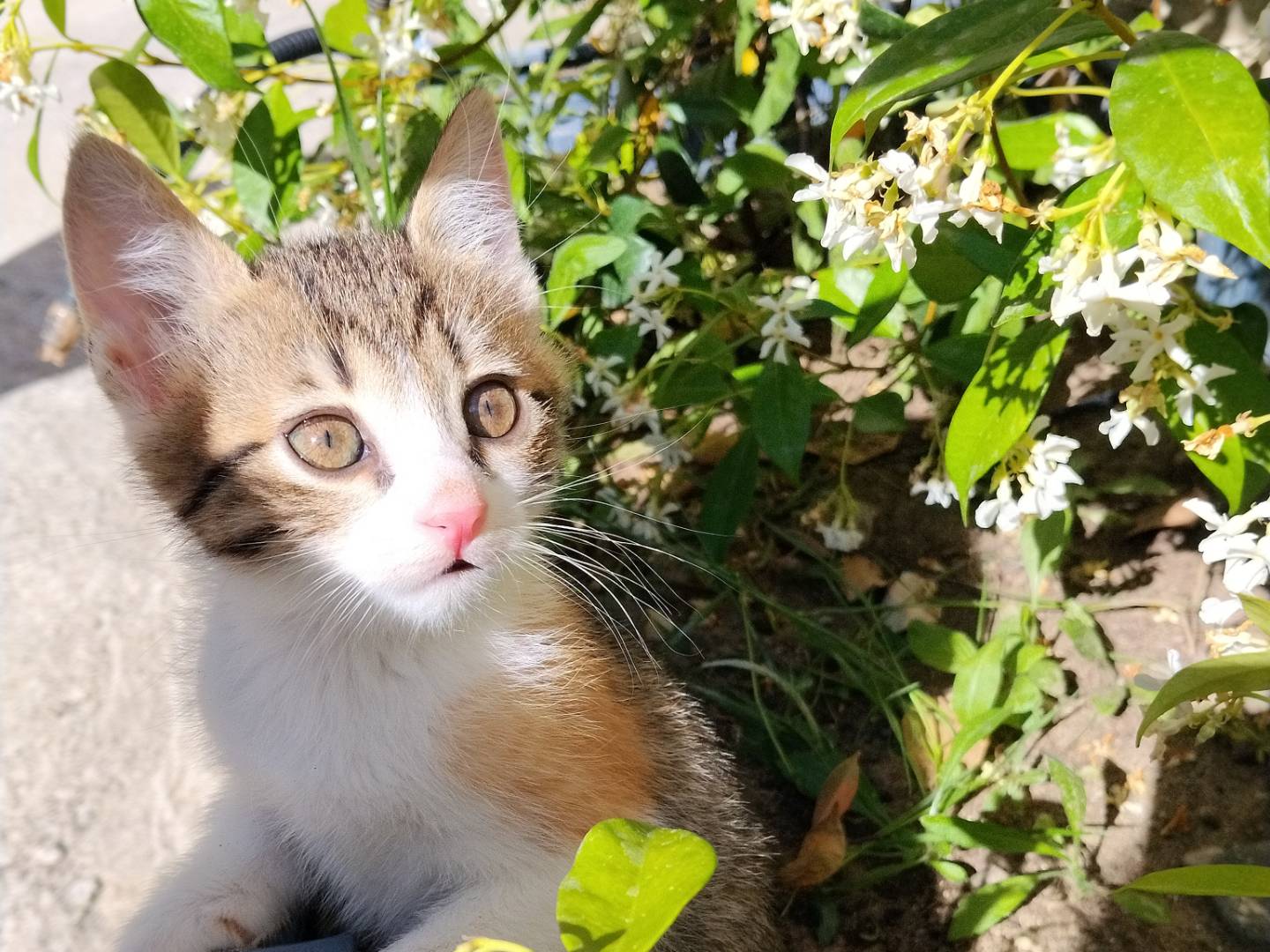Adozione gatto, femmina, Razza sconosciuta Razza sconosciuta, 2 mesi, taglia non valida, Catania