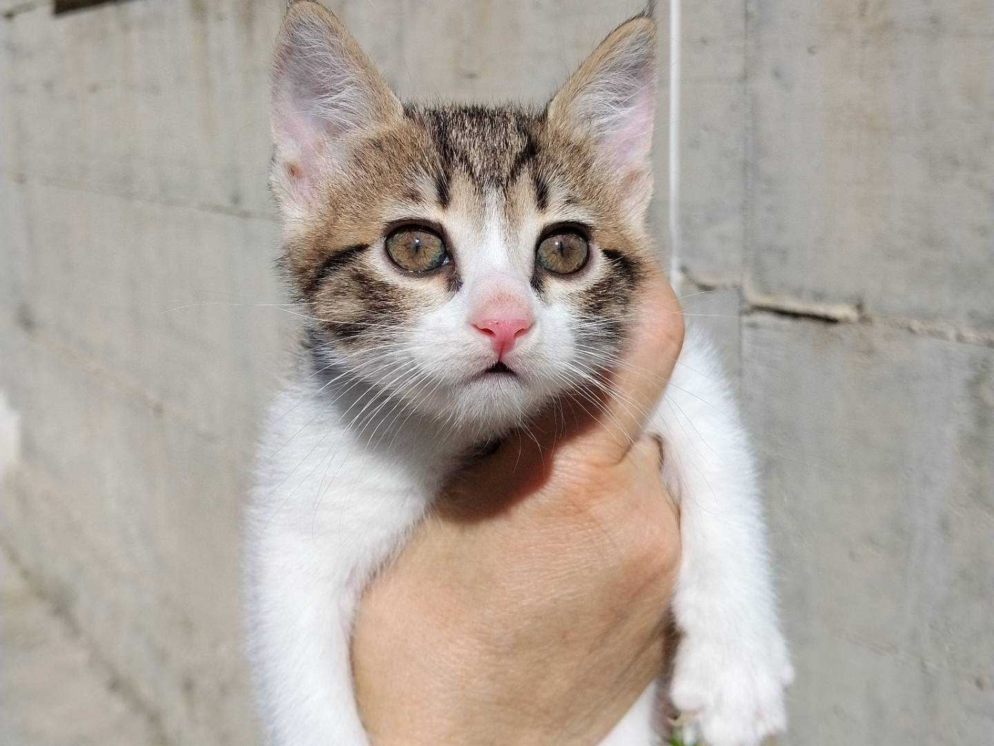 Adotta un gatto, femmina, 2 mesi, Catania