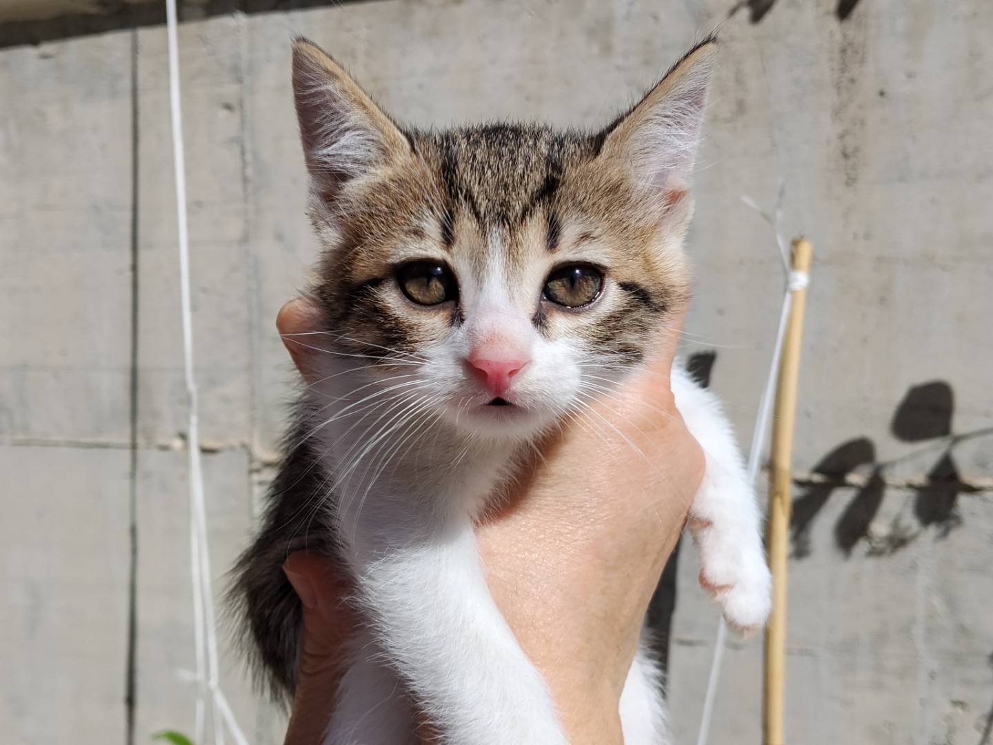 Adotta un gatto, taglia non valida, femmina, Catania