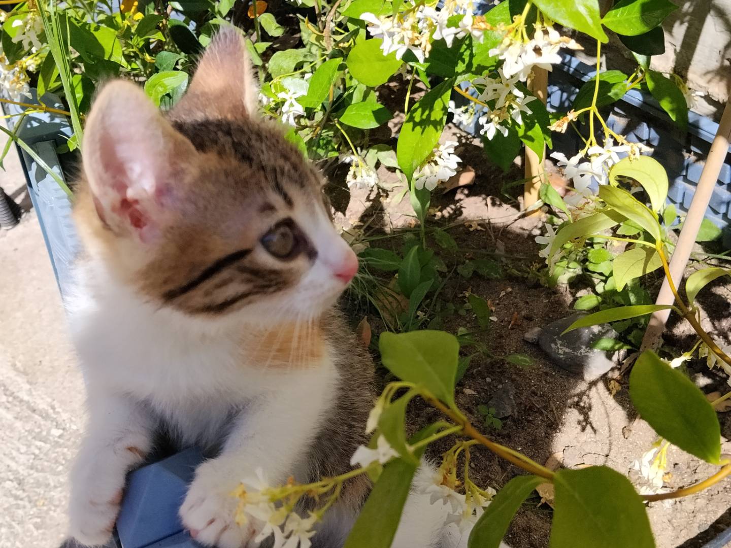 Vuoi adottare un gatto a Catania?