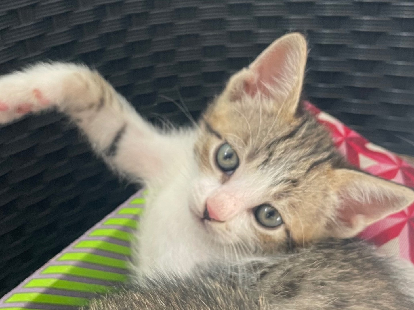 Adotta un gatto, maschio, 2 settimane, Lecce