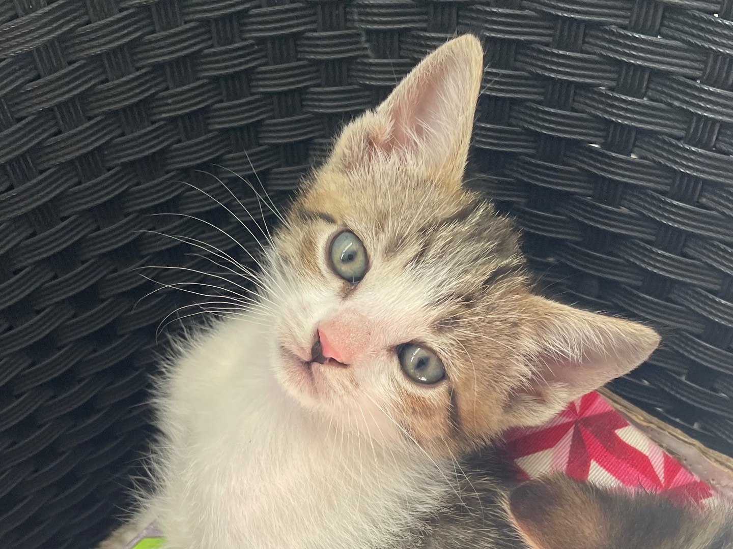 Adotta un gatto, taglia non valida, maschio, Lecce