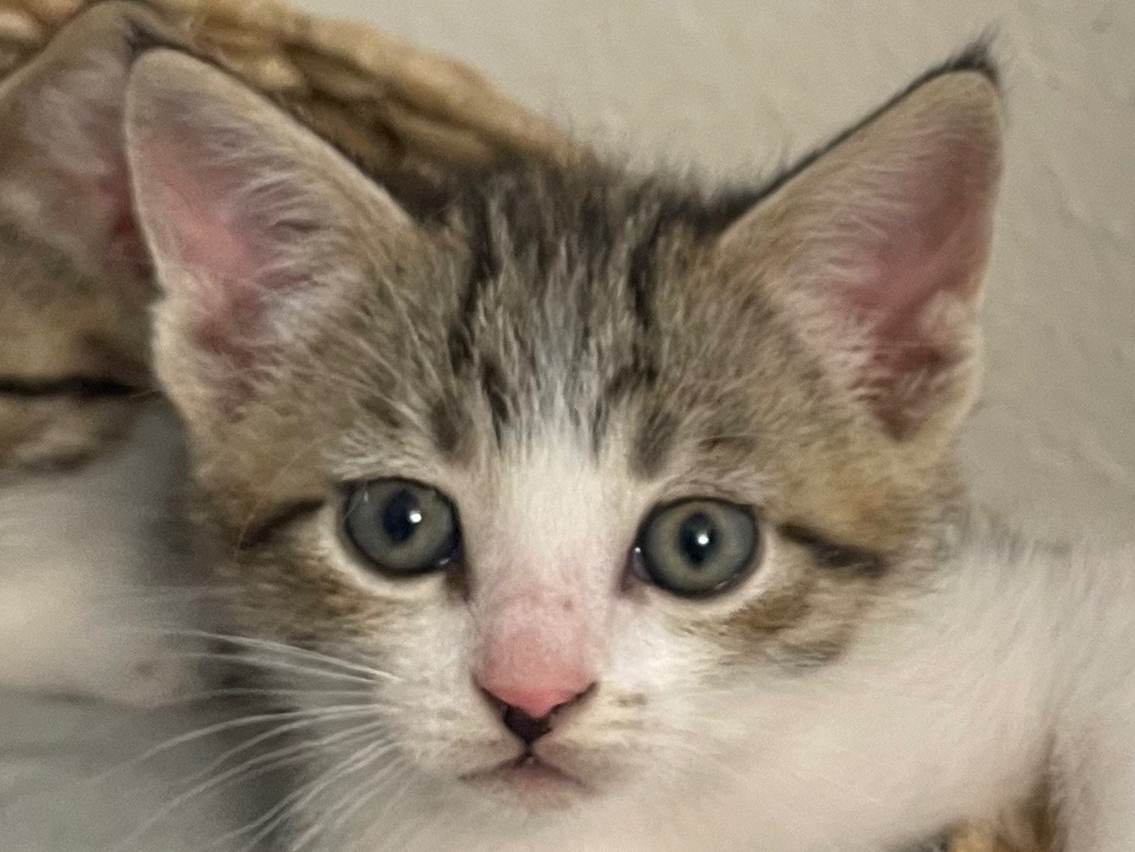 Vuoi adottare un gatto a Lecce?