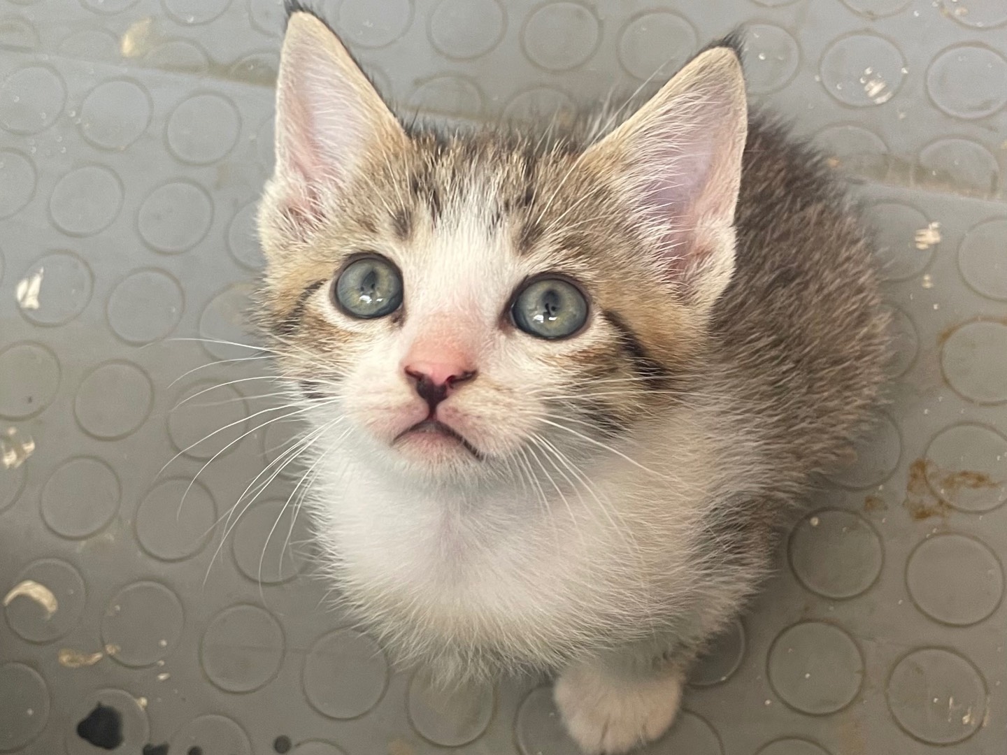 Adotta il gatto Sly  a Lecce