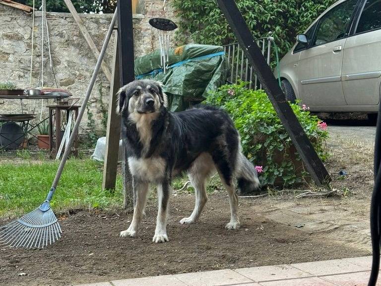 Adotta il cane Cora a Pisa