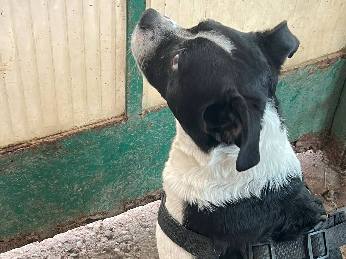 Adozione cane, maschio, Razza sconosciuta Razza sconosciuta, 2 anni e 9 mesi, taglia media contenuta, Forl