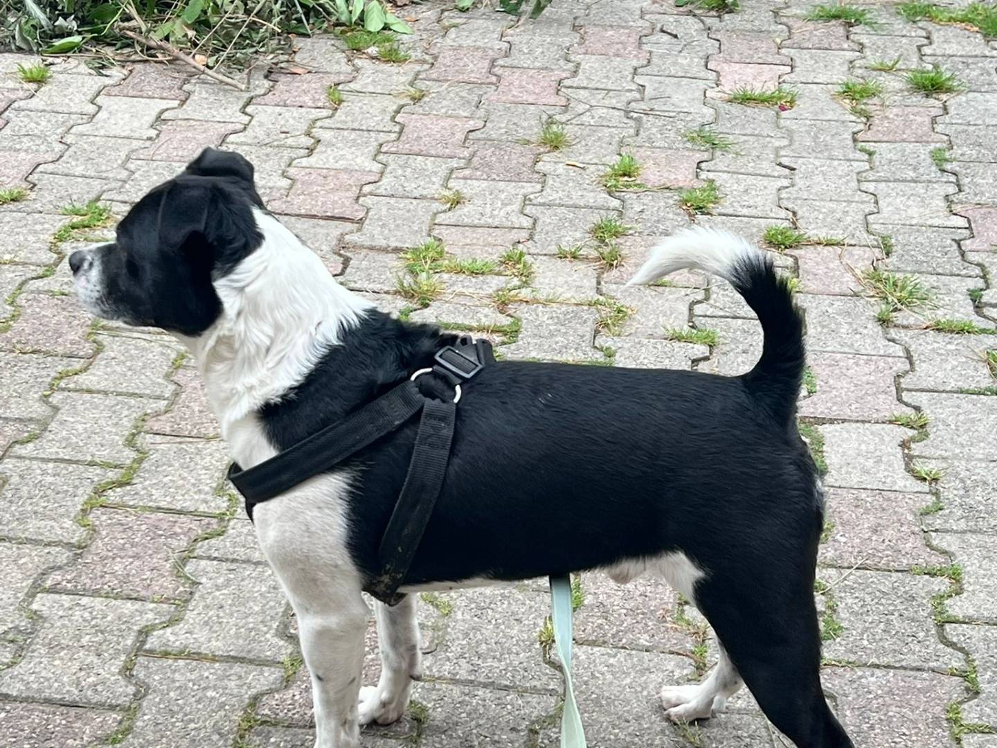 Adotta un cane, maschio, 2 anni e 9 mesi, Forl