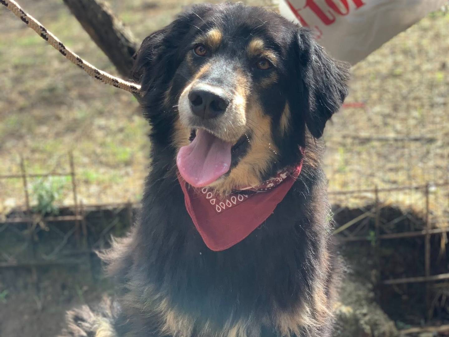 Adotta un cane, femmina, 4 anni e 1 mese, Latina