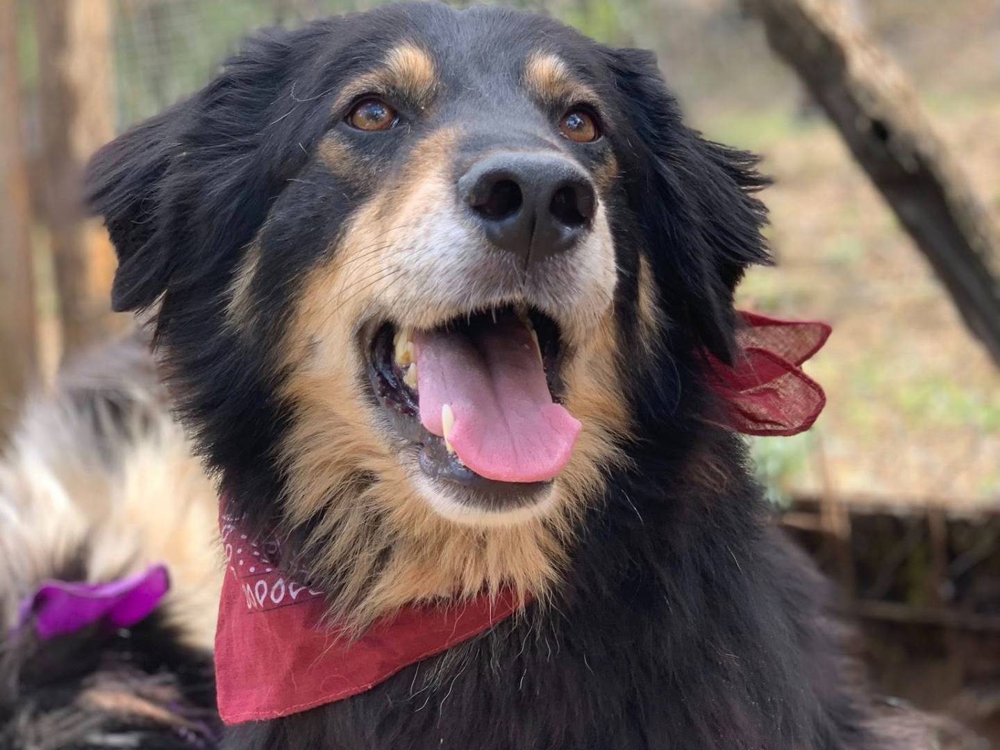 Vuoi adottare un cane a Latina?