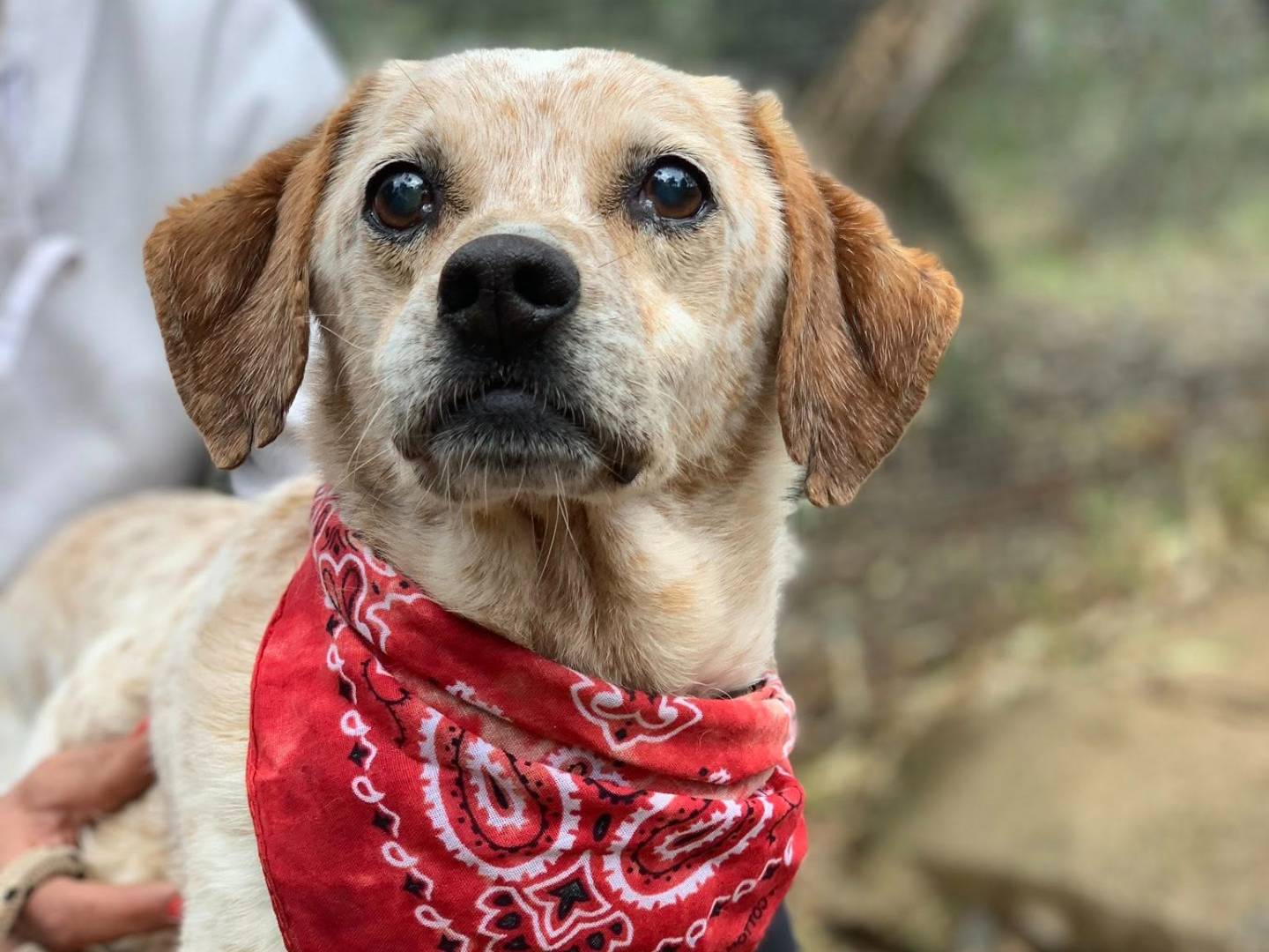 Adozione cane, maschio, Razza sconosciuta Razza sconosciuta, 10 anni e 2 mesi, taglia media contenuta, Latina