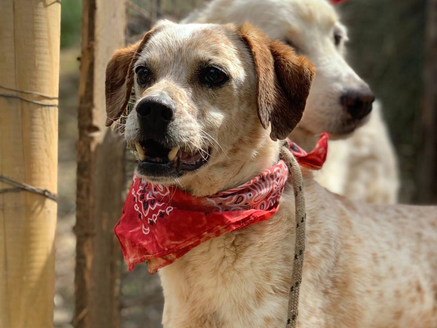 Adotta un cane, maschio, 10 anni e 2 mesi, Latina