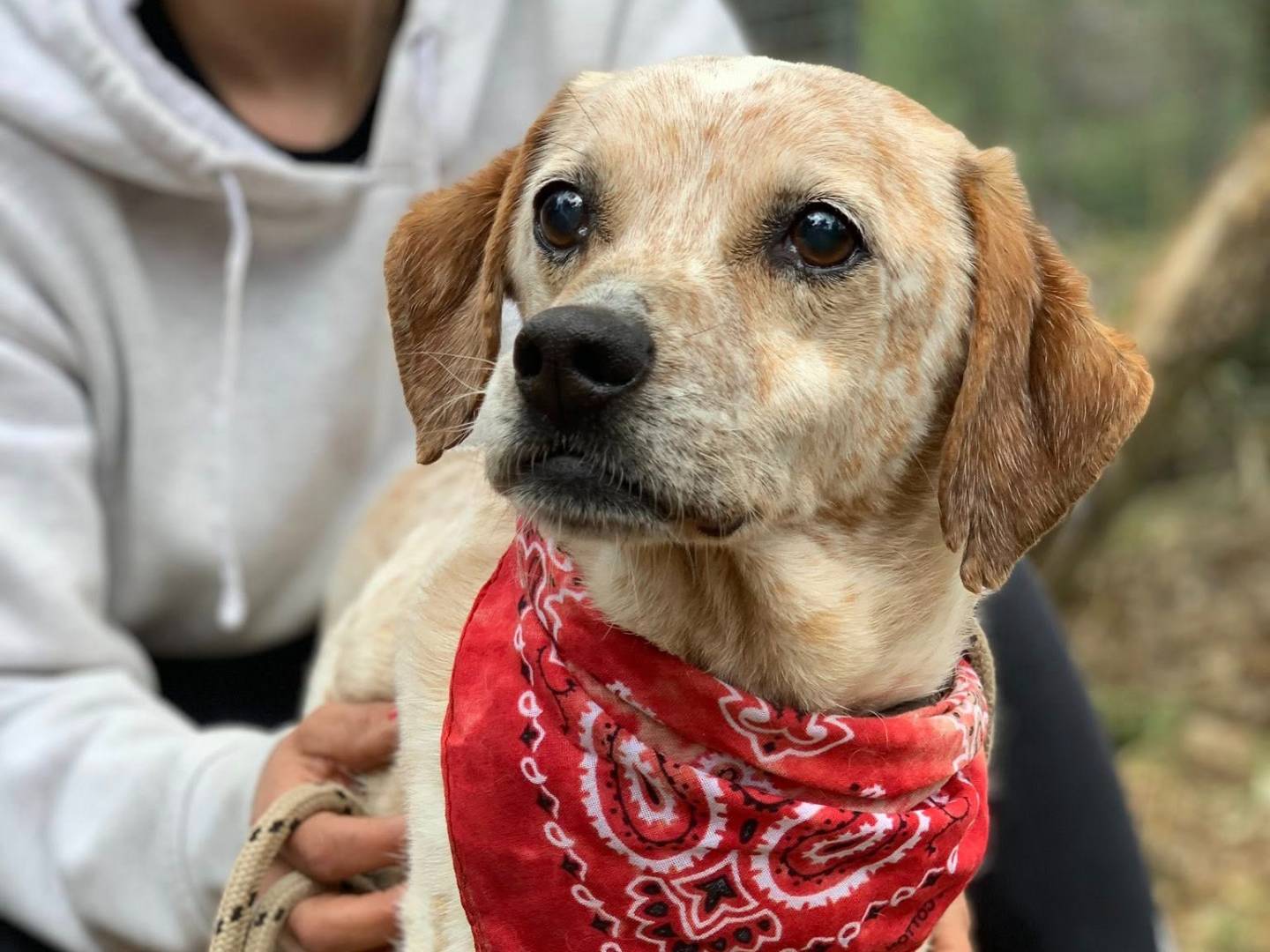 Adotta un cane, taglia media contenuta, maschio, Latina
