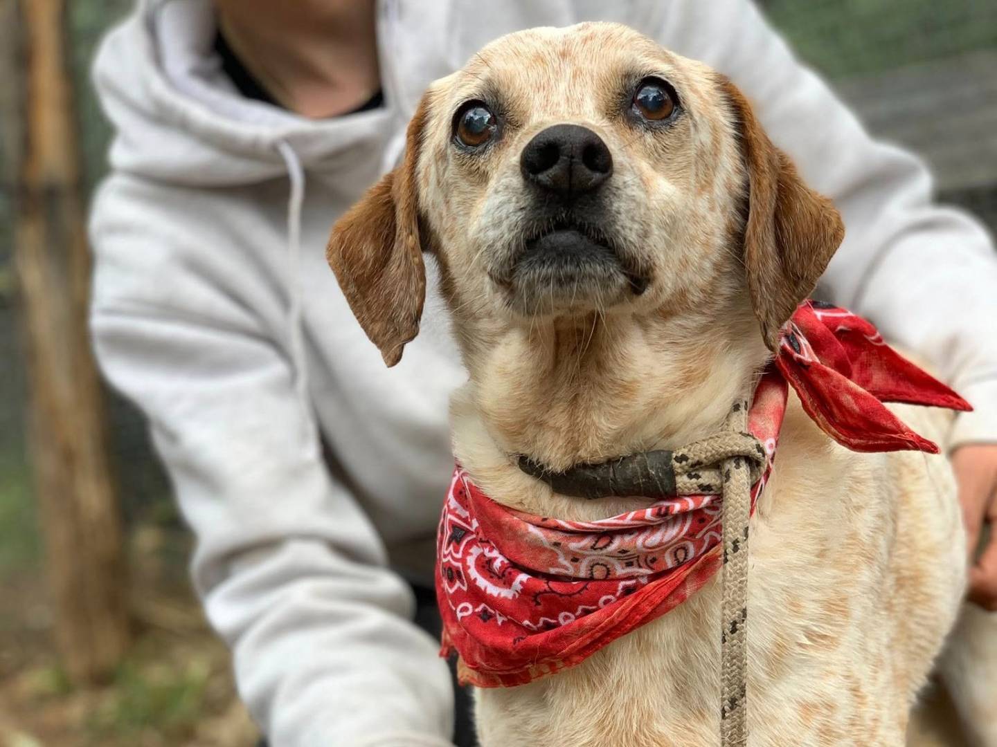 Vuoi adottare un cane a Latina?