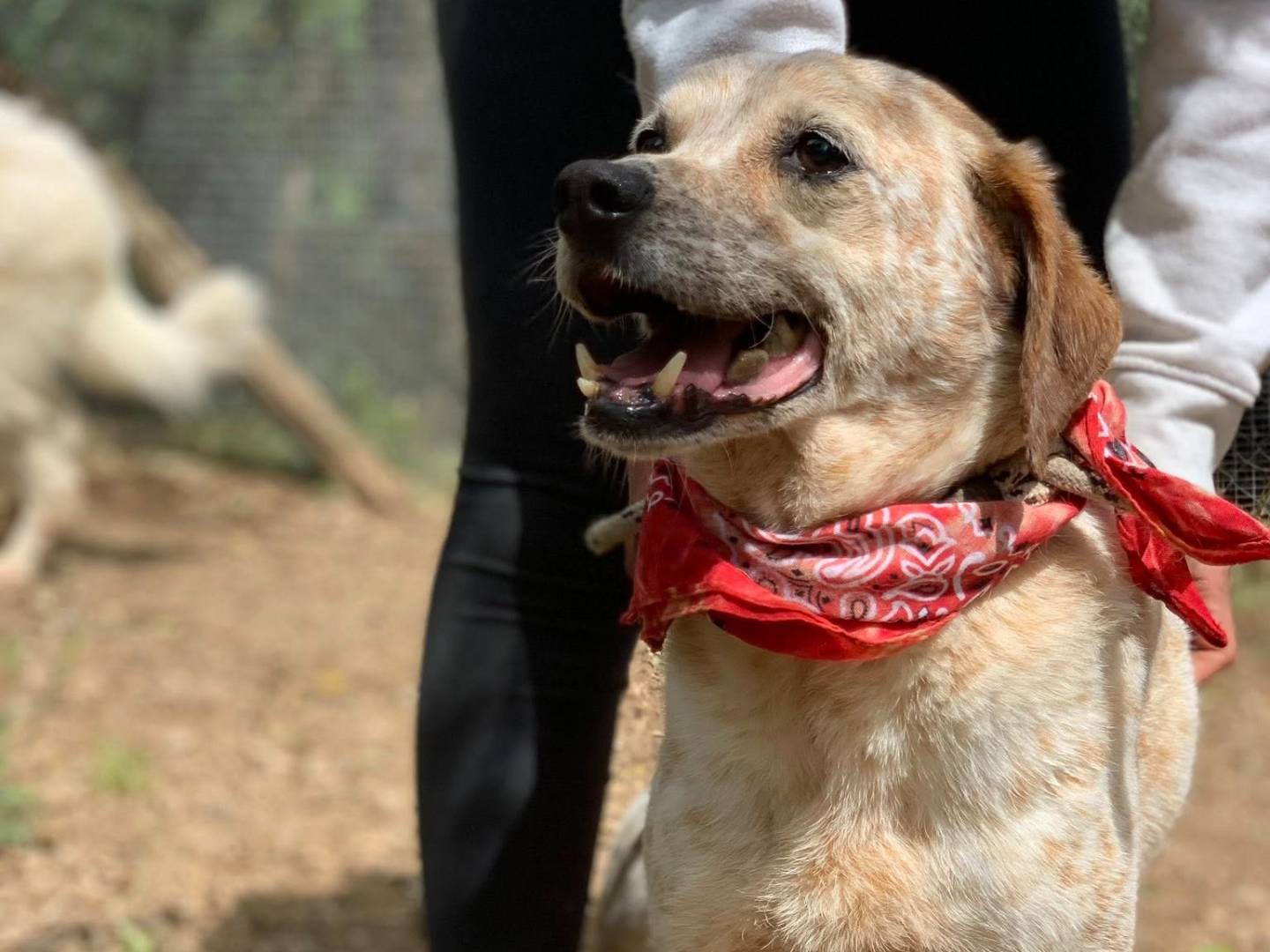 Adotta il cane Smile a Latina