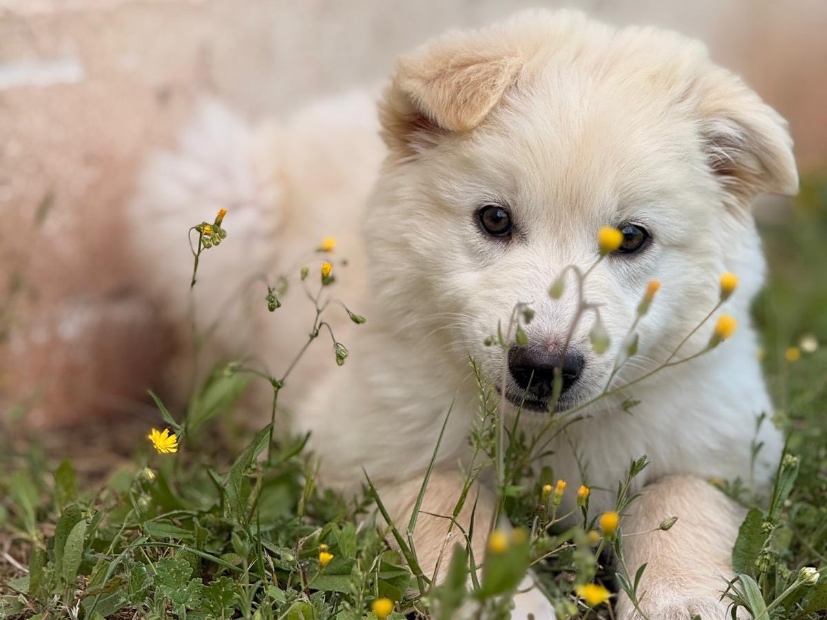 Adozione cane, maschio, Razza sconosciuta Razza sconosciuta, 2 mesi, taglia media, Bari