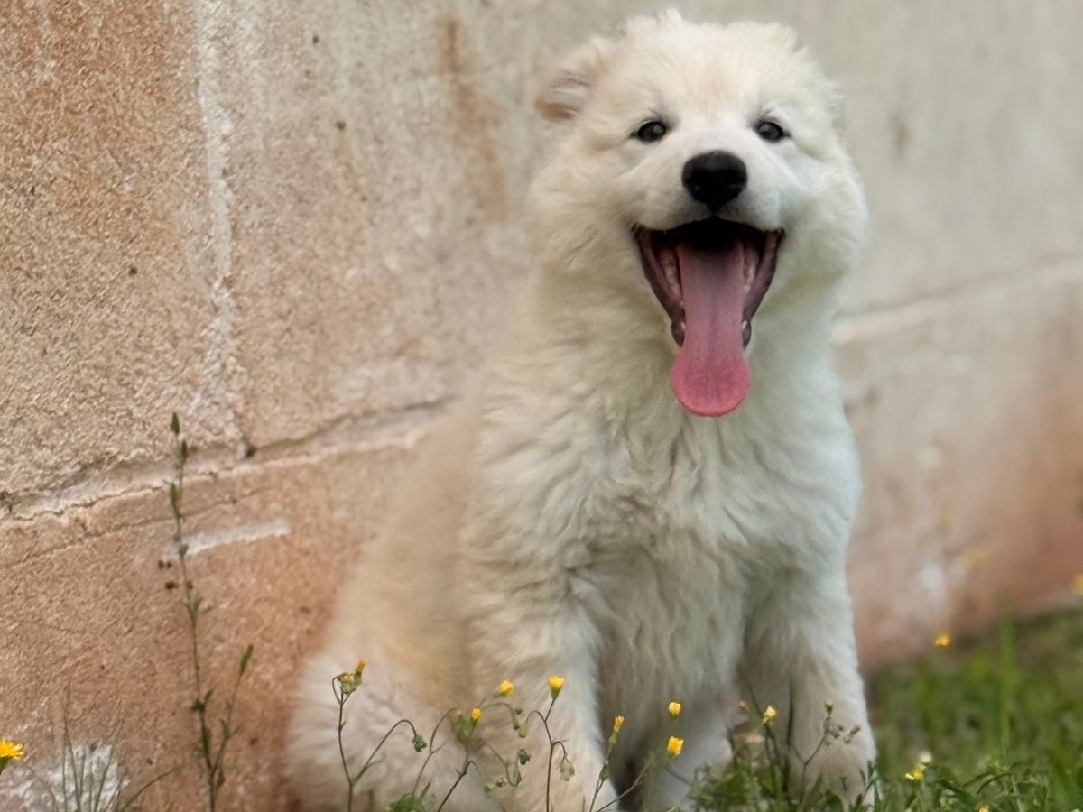 Adotta un cane, maschio, 2 mesi, Bari