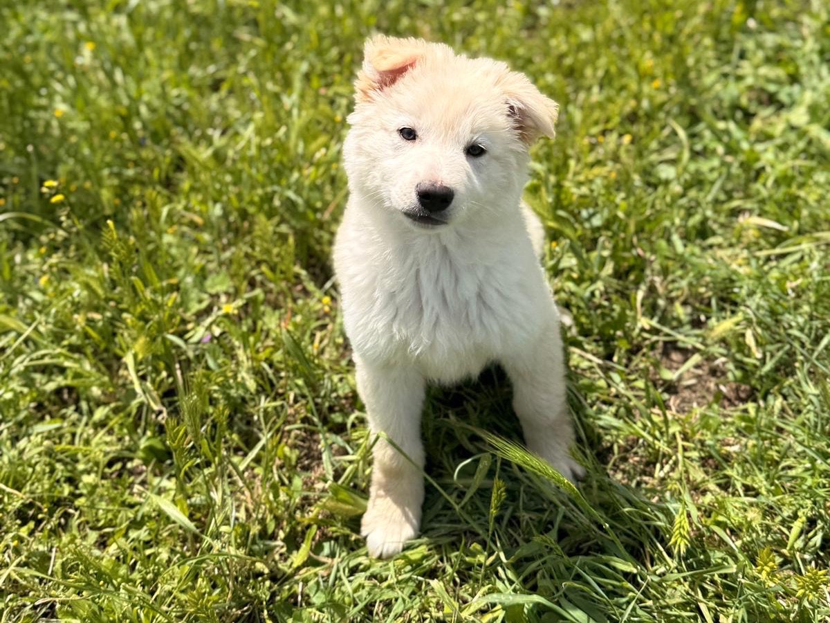 Adotta un cane, taglia media, maschio, Bari