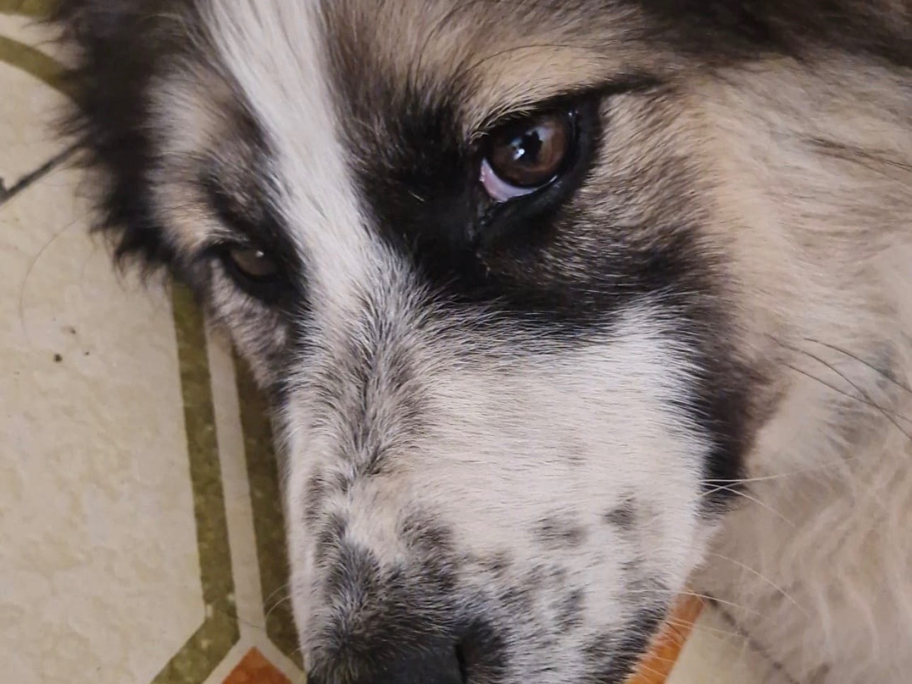 Adozione cane, femmina, Border Collie Razza sconosciuta, 3 mesi, taglia media, Siracusa