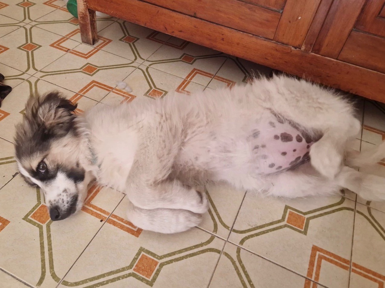 Adotta un cane, femmina, 3 mesi, Siracusa