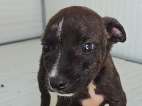 Adozione cane, femmina, Razza sconosciuta Razza sconosciuta, 2 mesi, taglia piccola, Caltanissetta