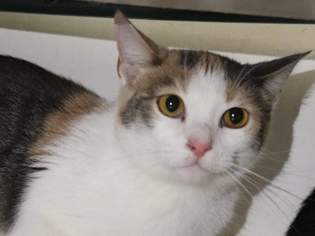 Adotta un gatto, femmina, 2 anni e 4 mesi, Milano