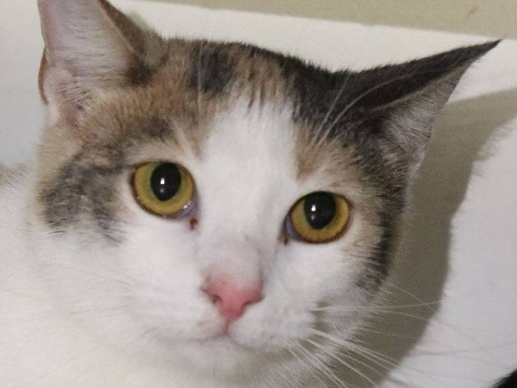 Adozione gatto, femmina, Razza sconosciuta Razza sconosciuta, 2 anni e 4 mesi, taglia non valida, Milano
