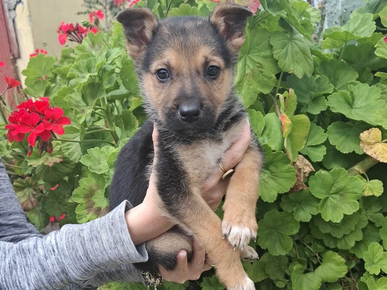 Adozione cane, maschio, Razza sconosciuta Razza sconosciuta, 2 mesi, taglia media contenuta, Bari