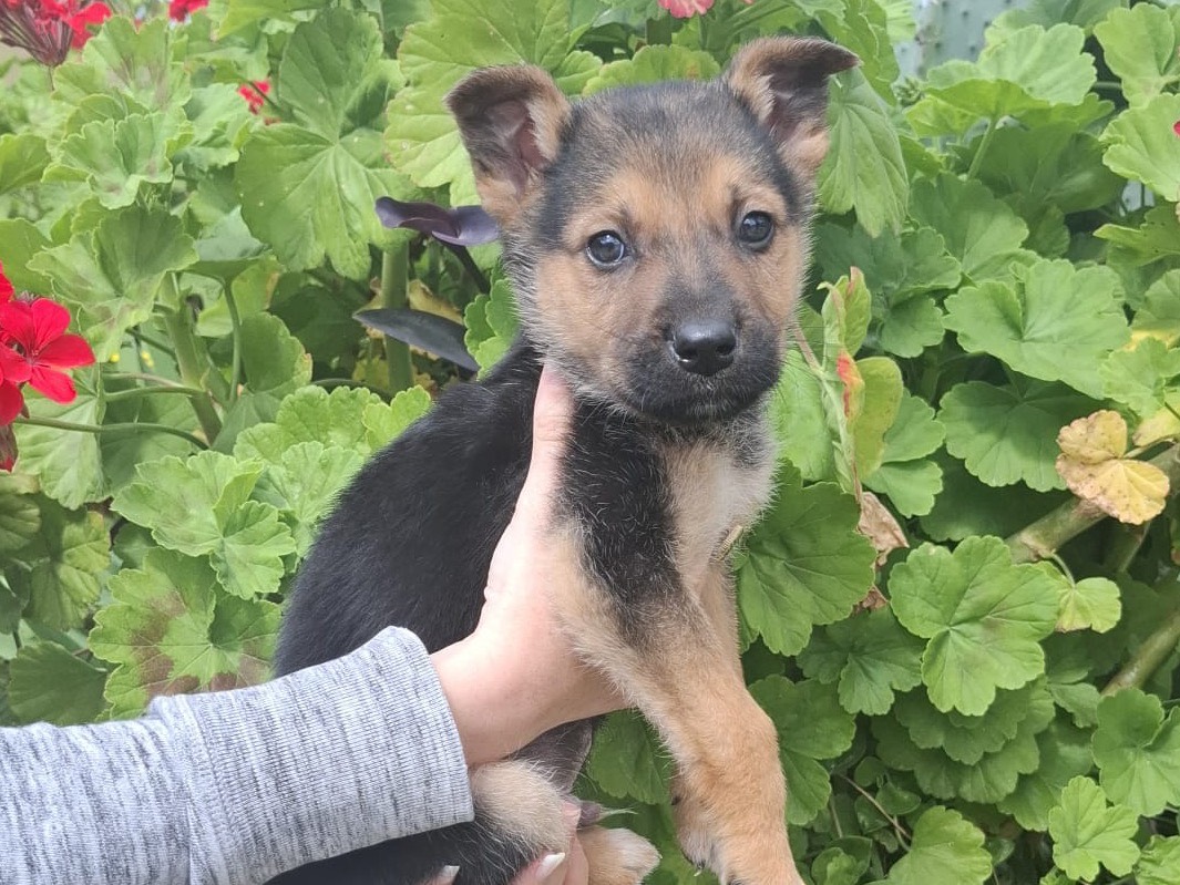 Adotta un cane, maschio, 2 mesi, Bari