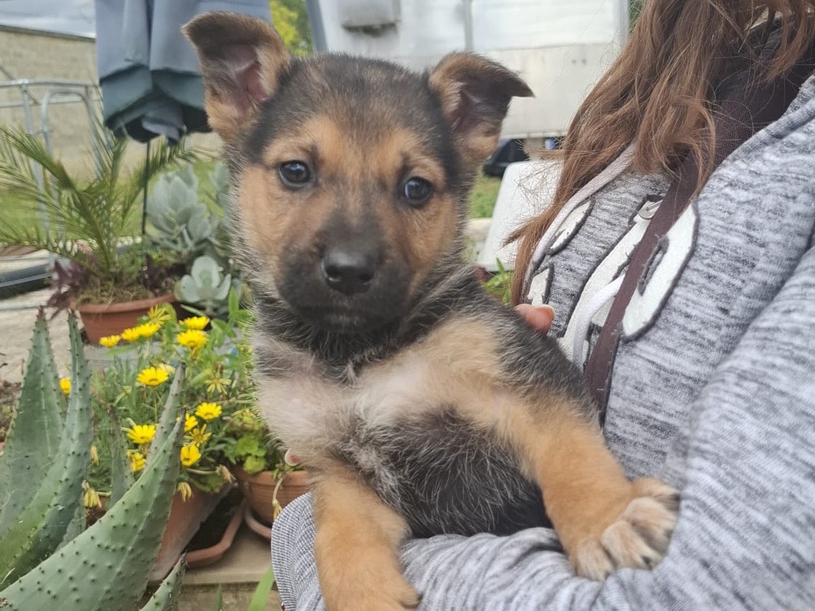 Adotta un cane, taglia media contenuta, maschio, Bari