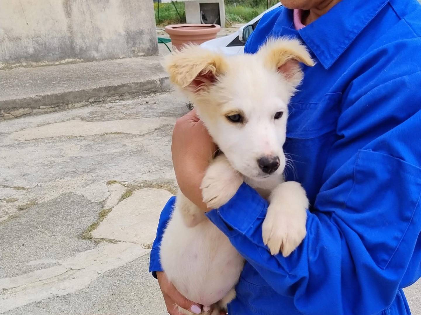 Adotta un cane, maschio, 3 mesi, Trapani