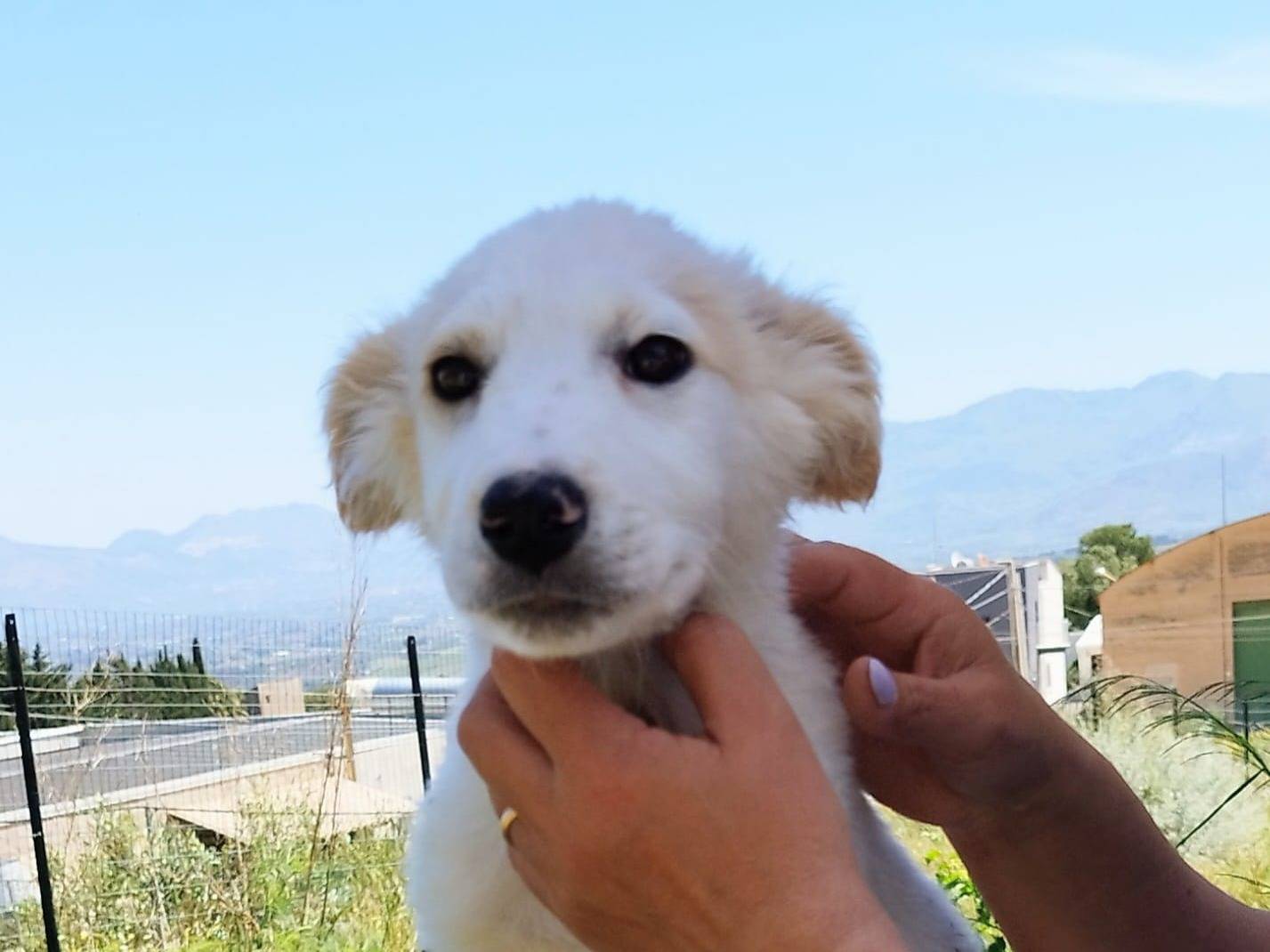 Adotta un cane, taglia media, maschio, Trapani