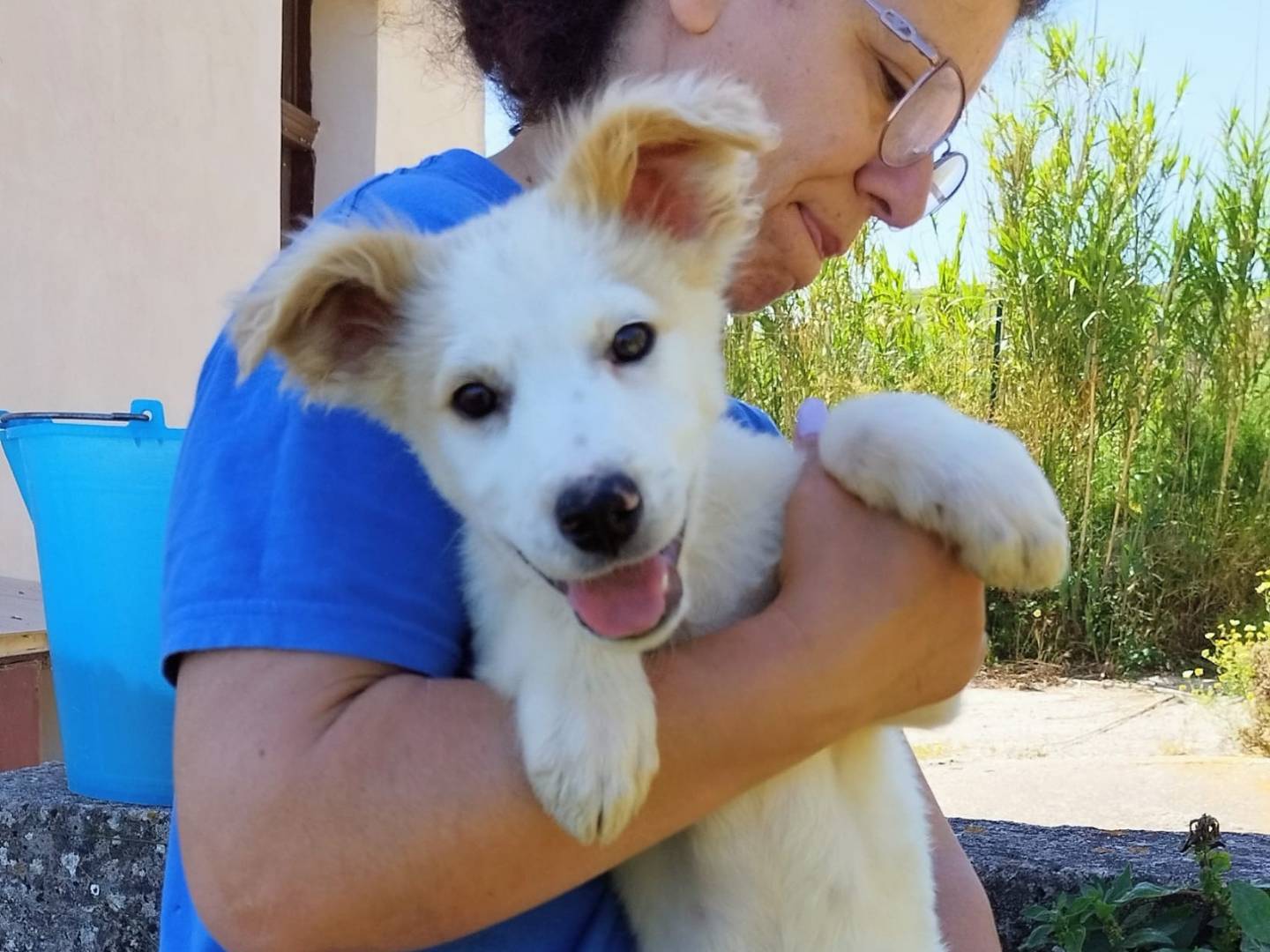 Adozione cane, maschio, Razza sconosciuta Razza sconosciuta, 3 mesi, taglia media, Trapani