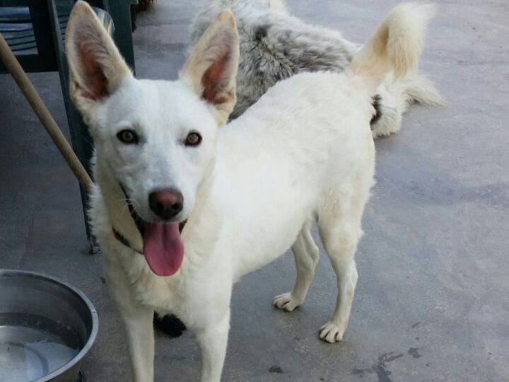 Adozione cane, femmina, Razza sconosciuta Razza sconosciuta, 10 anni e 1 mese, taglia media, Varese