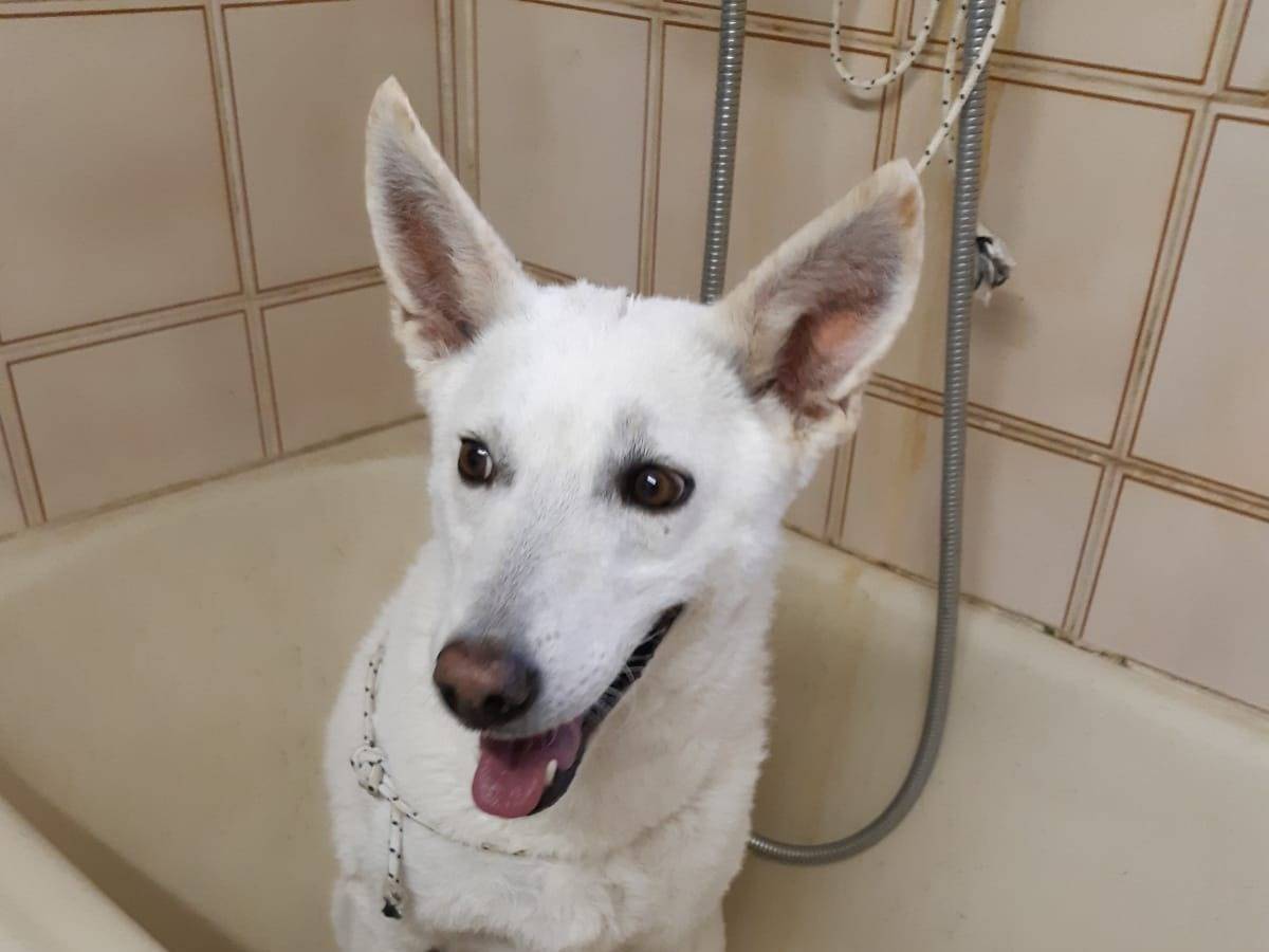 Adotta un cane, taglia media, femmina, Varese