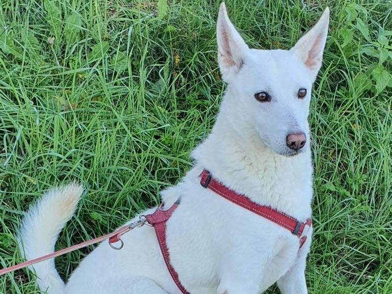 Vuoi adottare un cane a Varese?